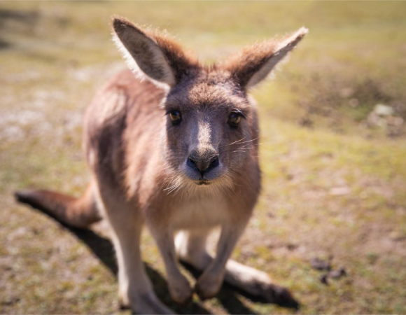 Discover Australia for 12 nights/13 days